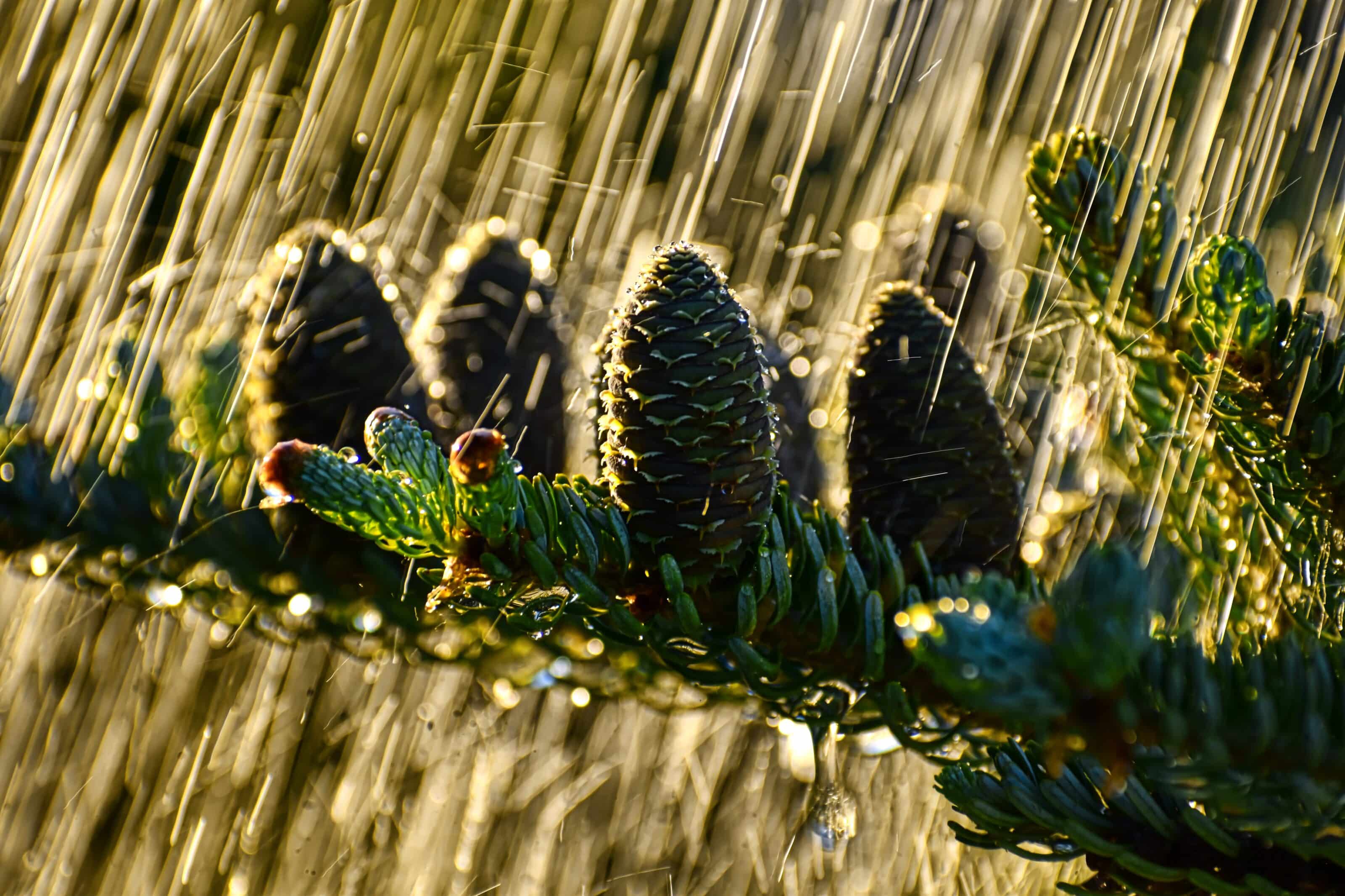 Photo Raining Day TOP 10 Photos from Our Readers – Theme: Rainy Day | Learn Photography ...