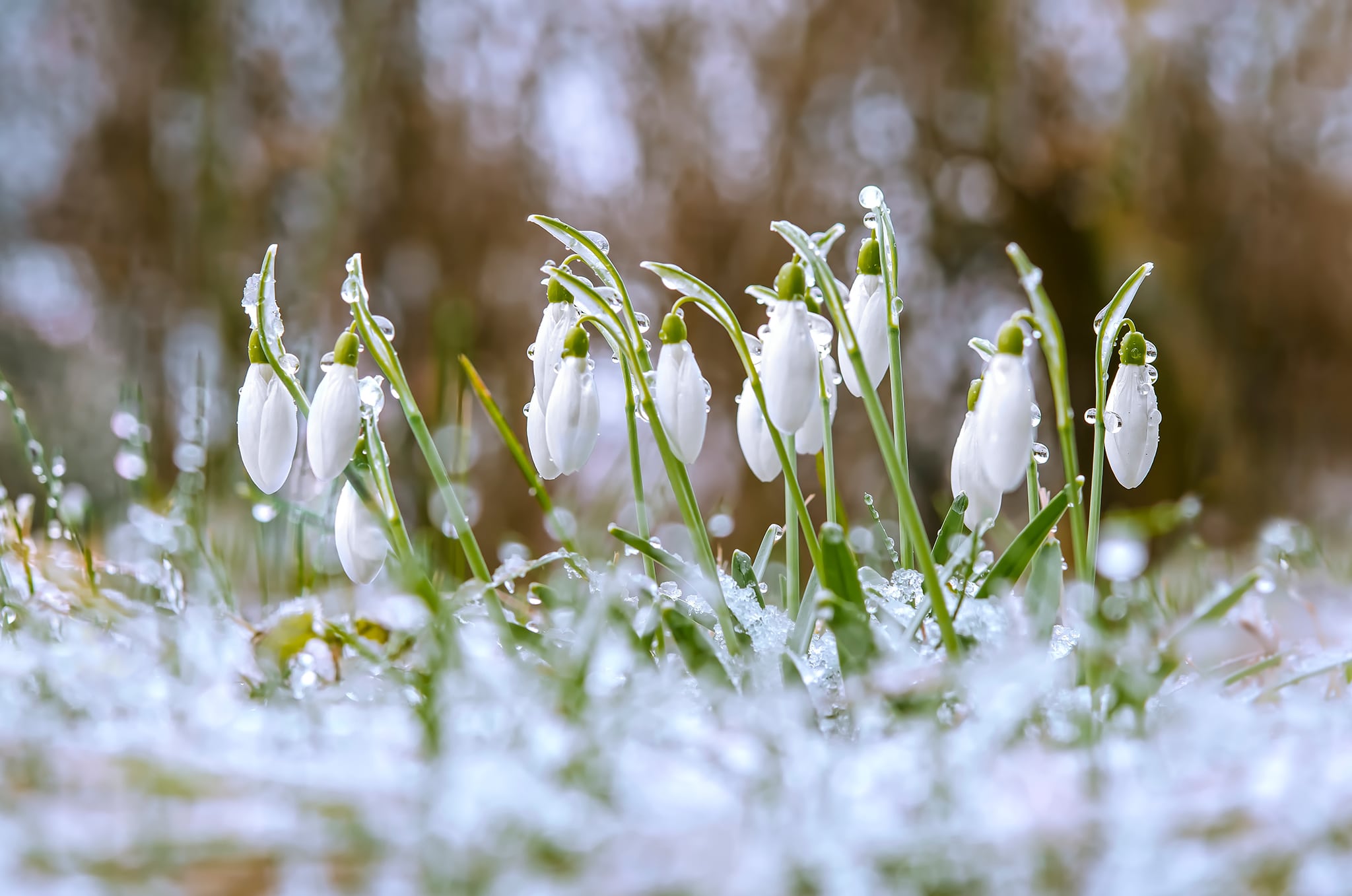 TOP 10 Photos from Our Readers – Theme: Spring Awakening | Learn ...
