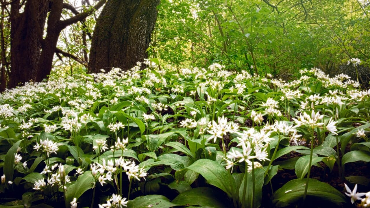 A Riparian forest filled with wild garlic in bloom.
