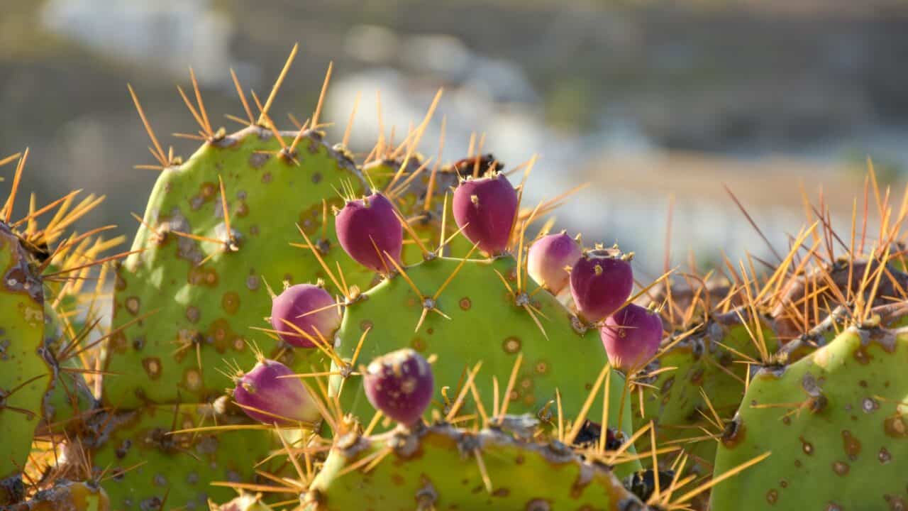 Tenerife