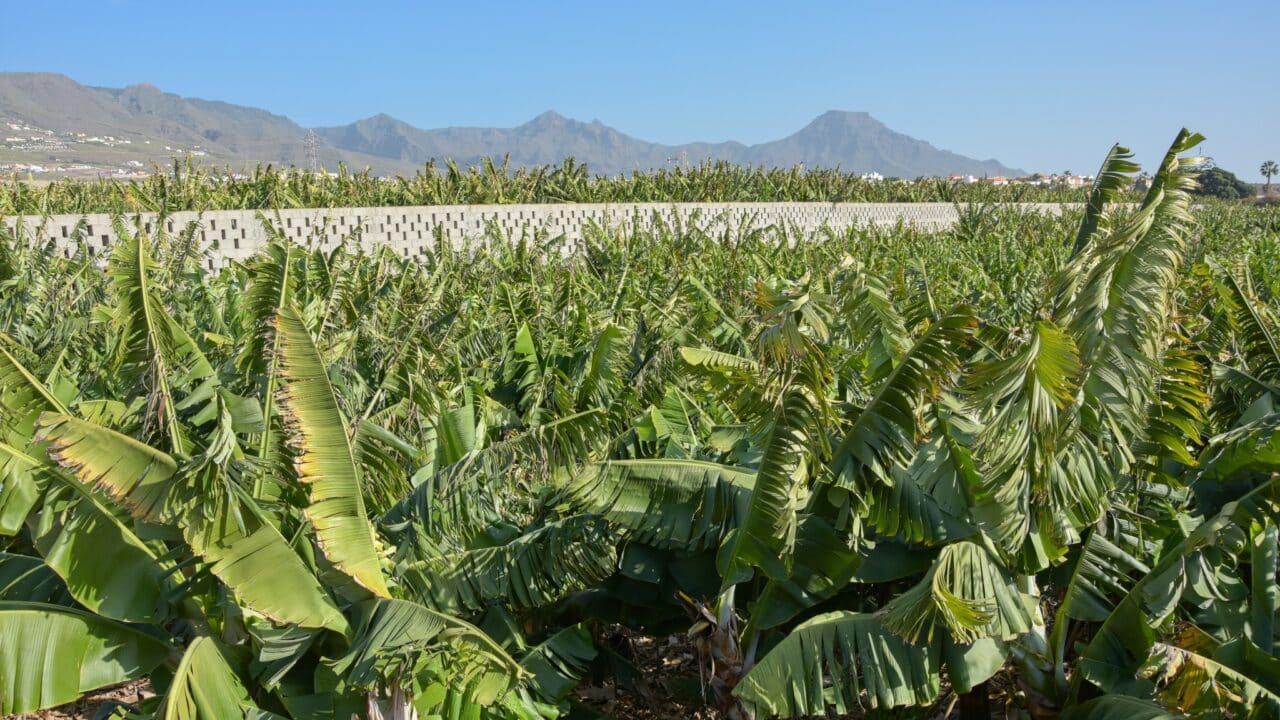 Tenerife