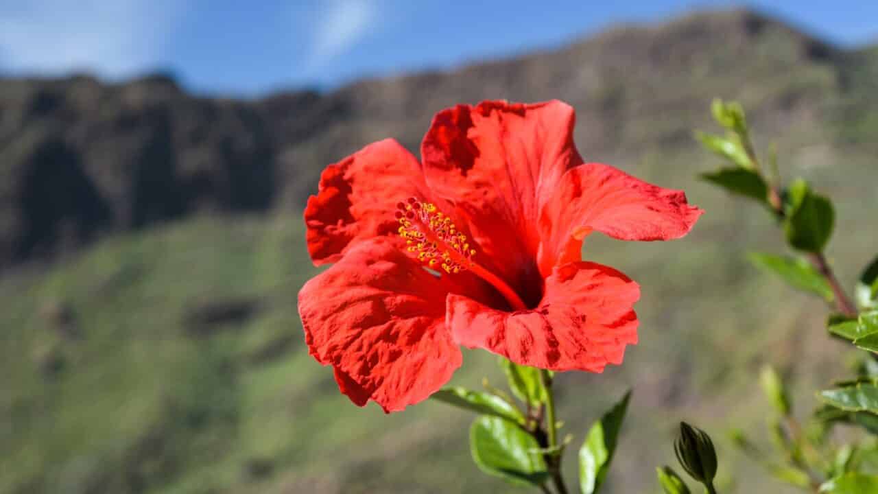 Tenerife