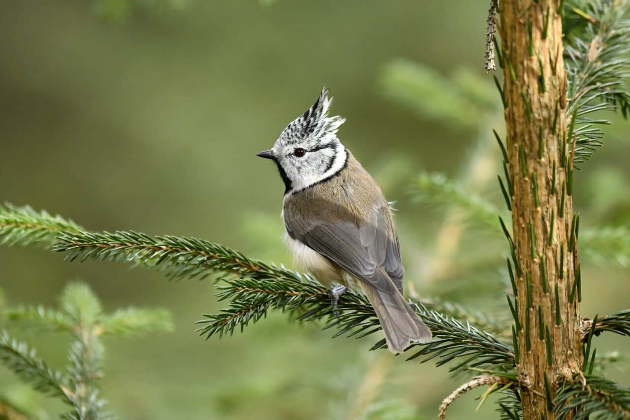 Crested Tit