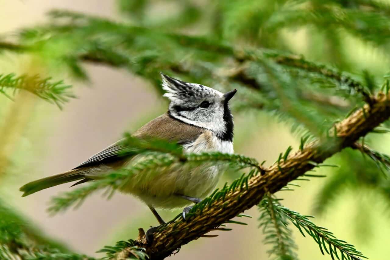 Crested Tit