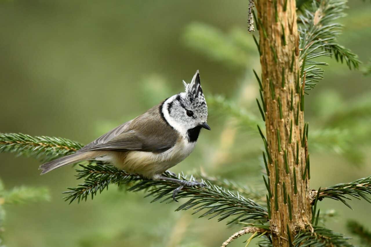 Crested Tit