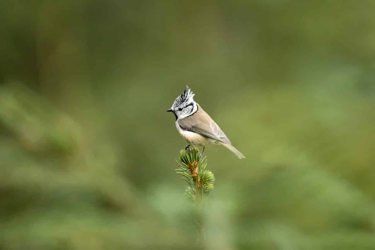 Crested Tit