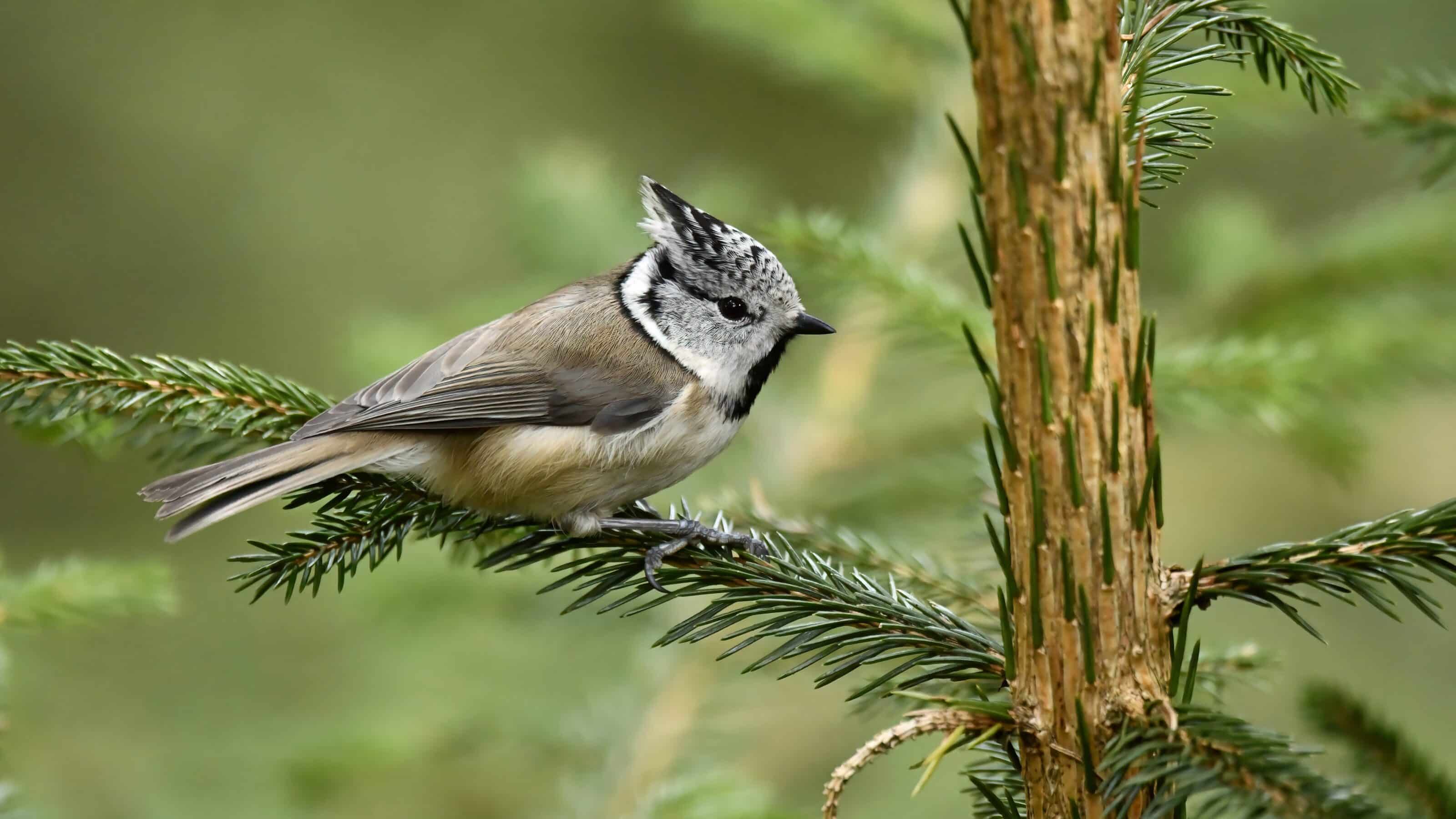 Photo Story: The Crested Tit