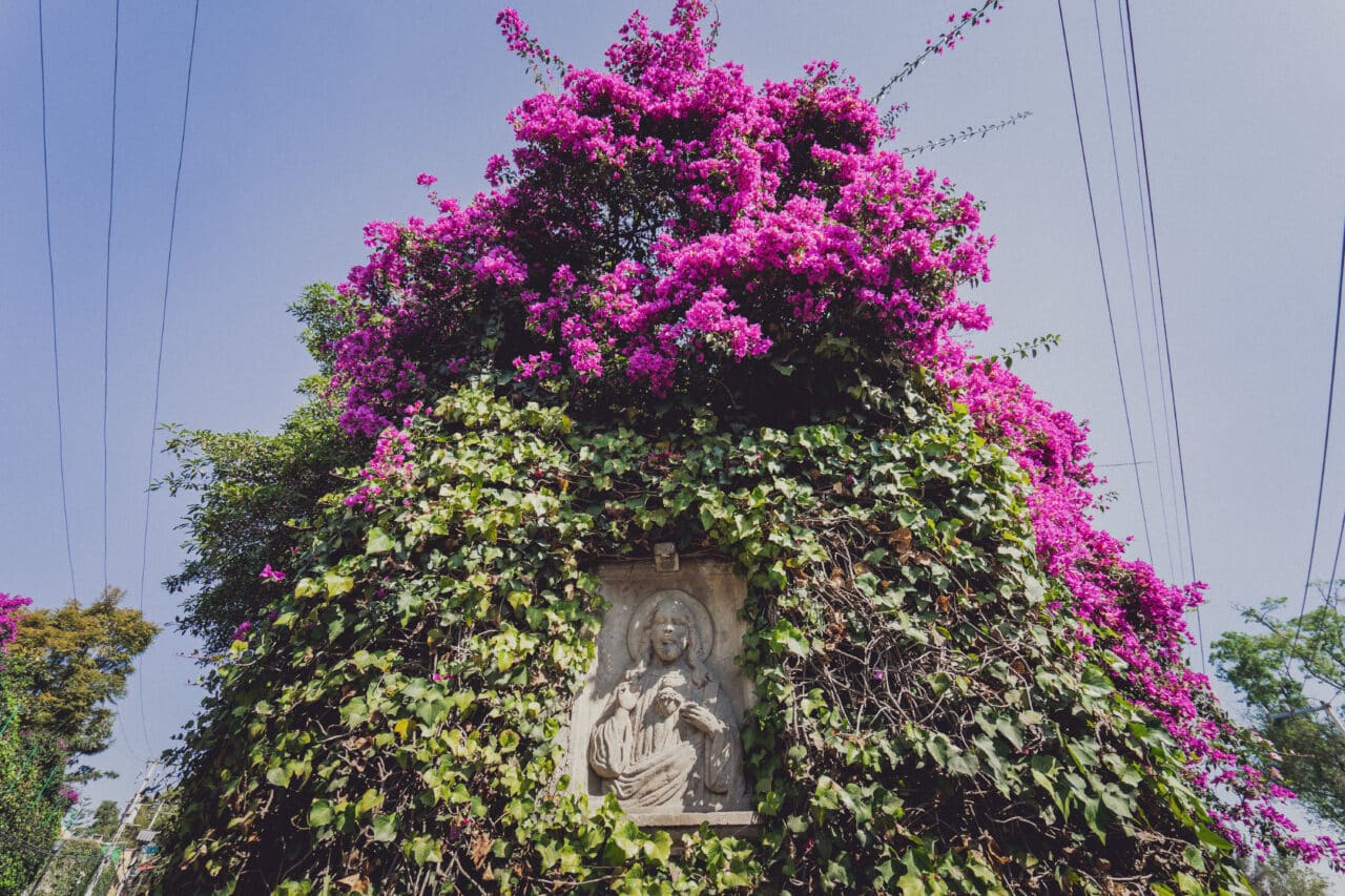 Colors in Photography, purple