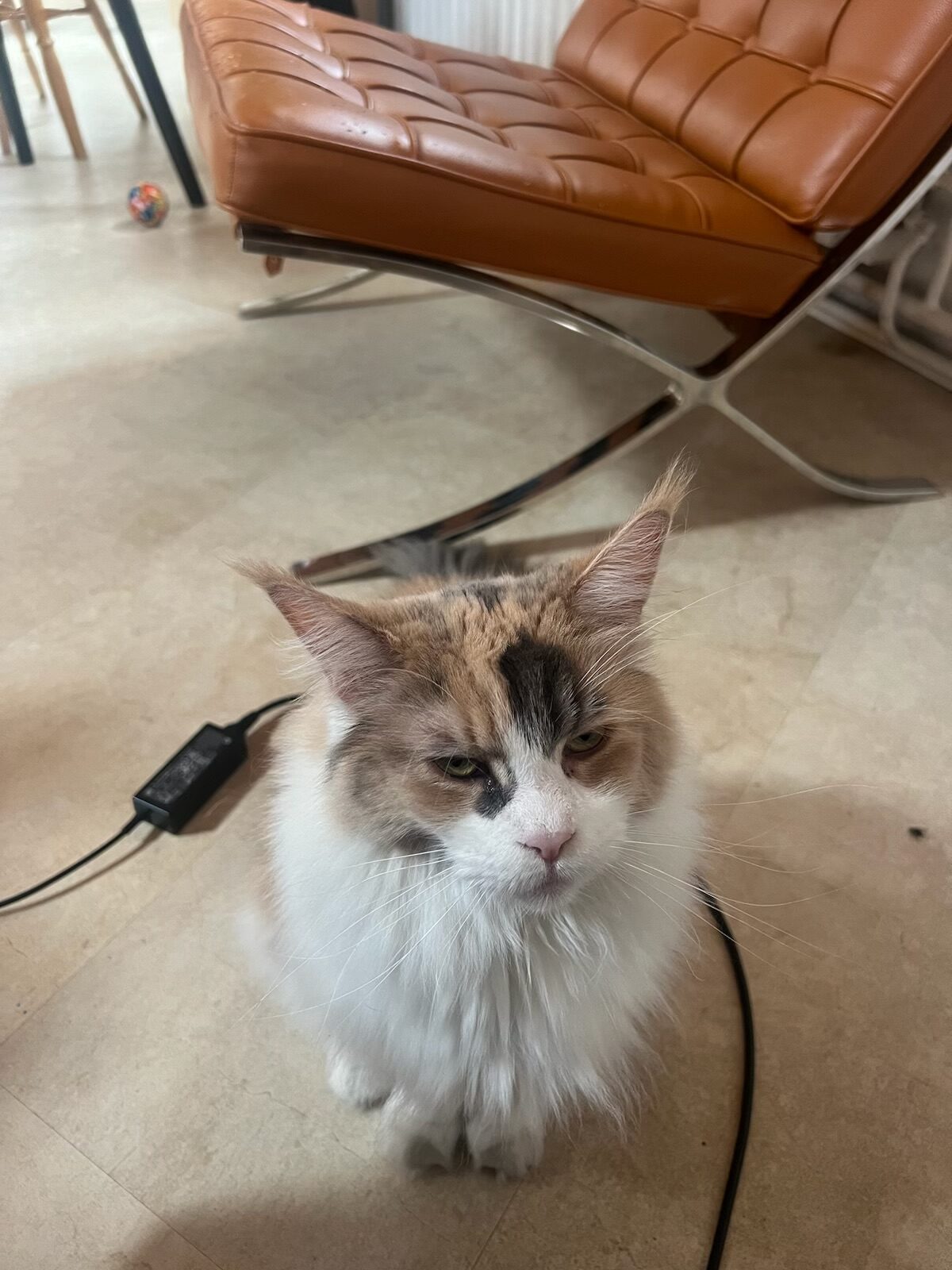 Stages of a Photographer’s Development, cat