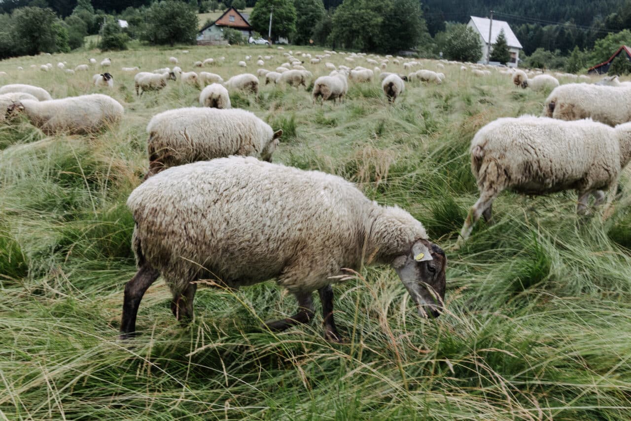 Stages of a Photographer’s Development, sheep