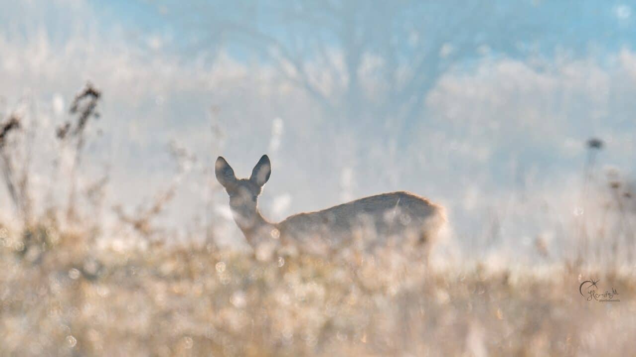 APS-C vs. Full-Frame, doe