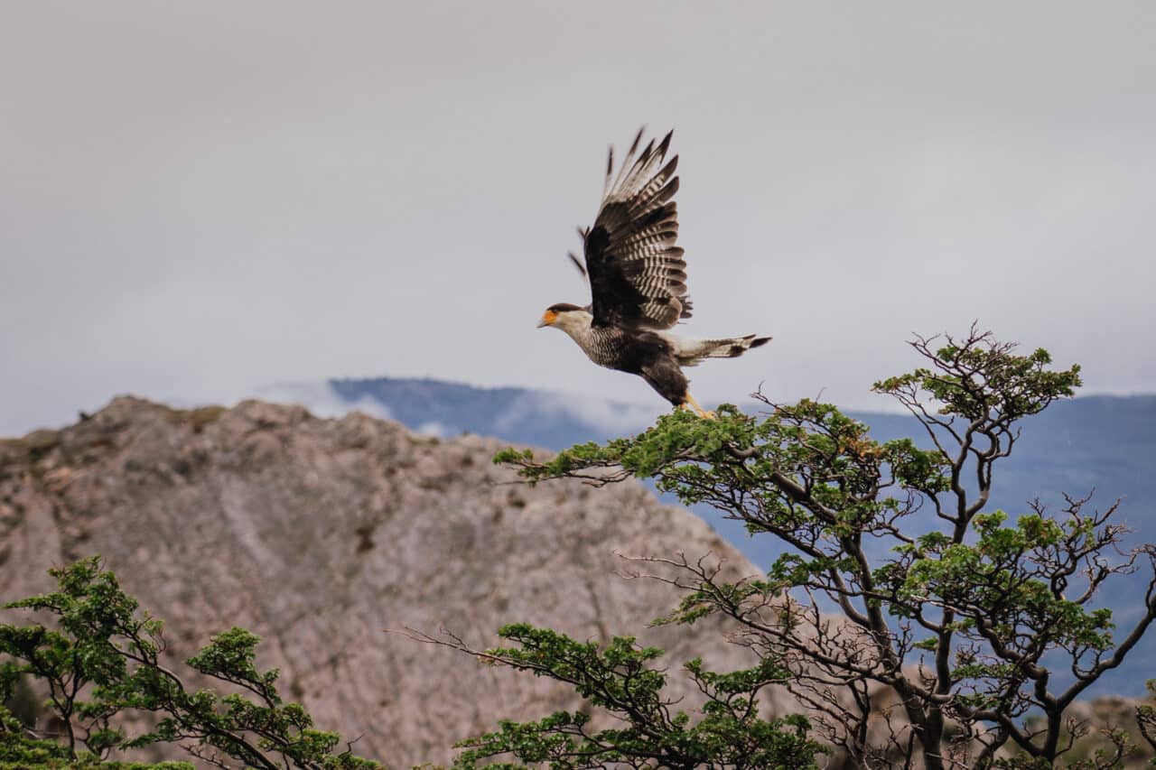 Where to go in January, Patagonia (Chile and Argentina), Crested cara cara