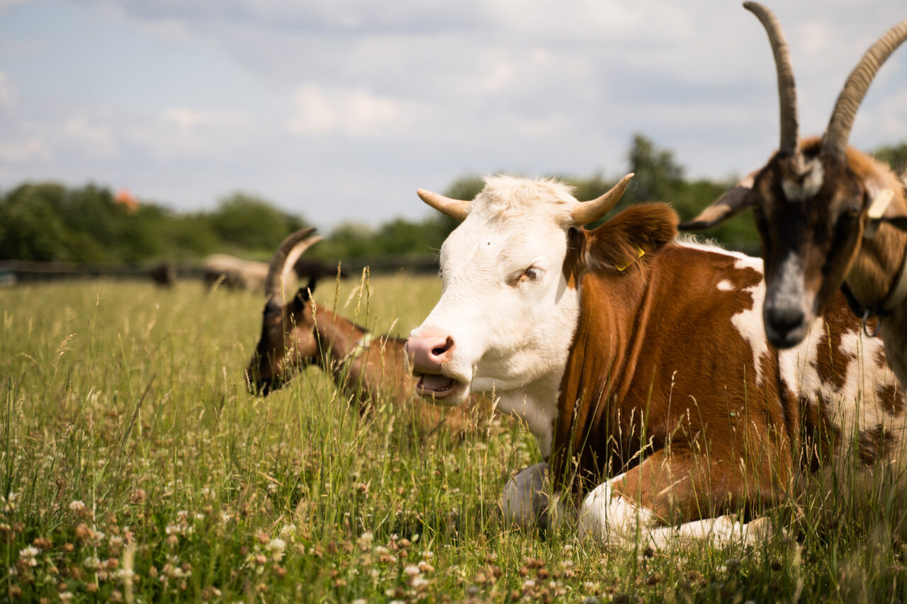 Down on the Farm Photography: Farm Animals as Photography Models
