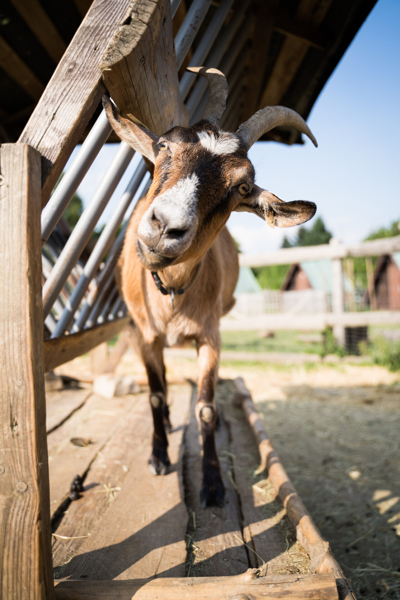 Down on the Farm Photography: Farm Animals as Photography Models