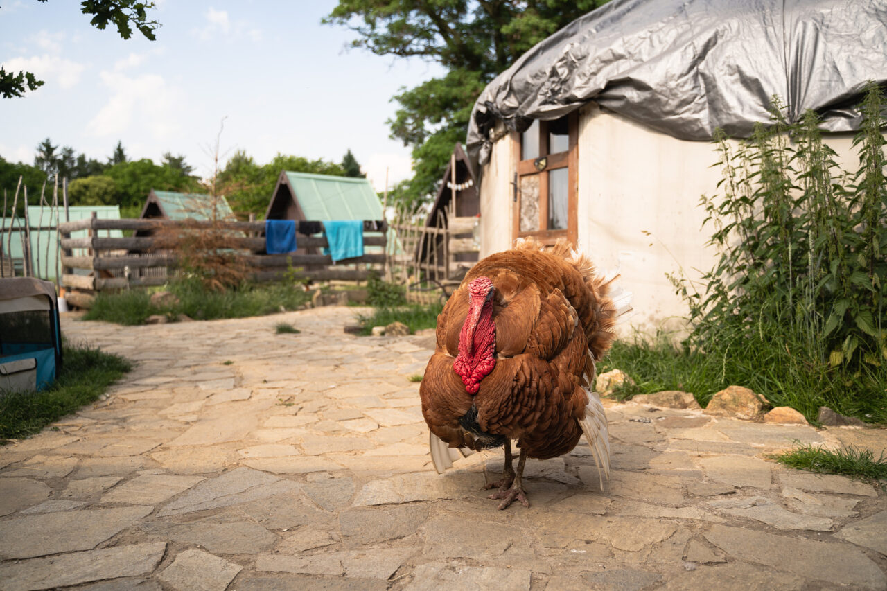 Down on the Farm Photography: Farm Animals as Photography Models