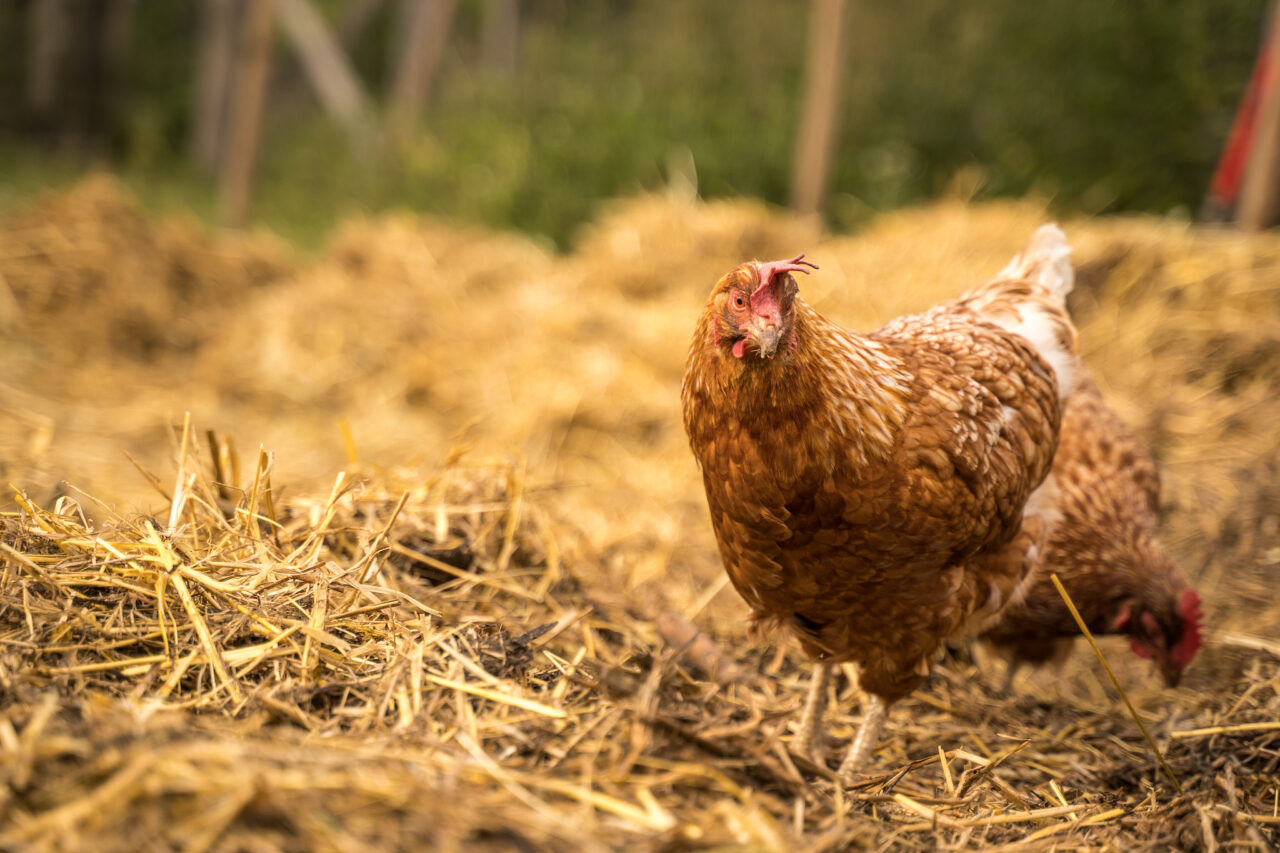 Down on the Farm Photography: Farm Animals as Photography Models