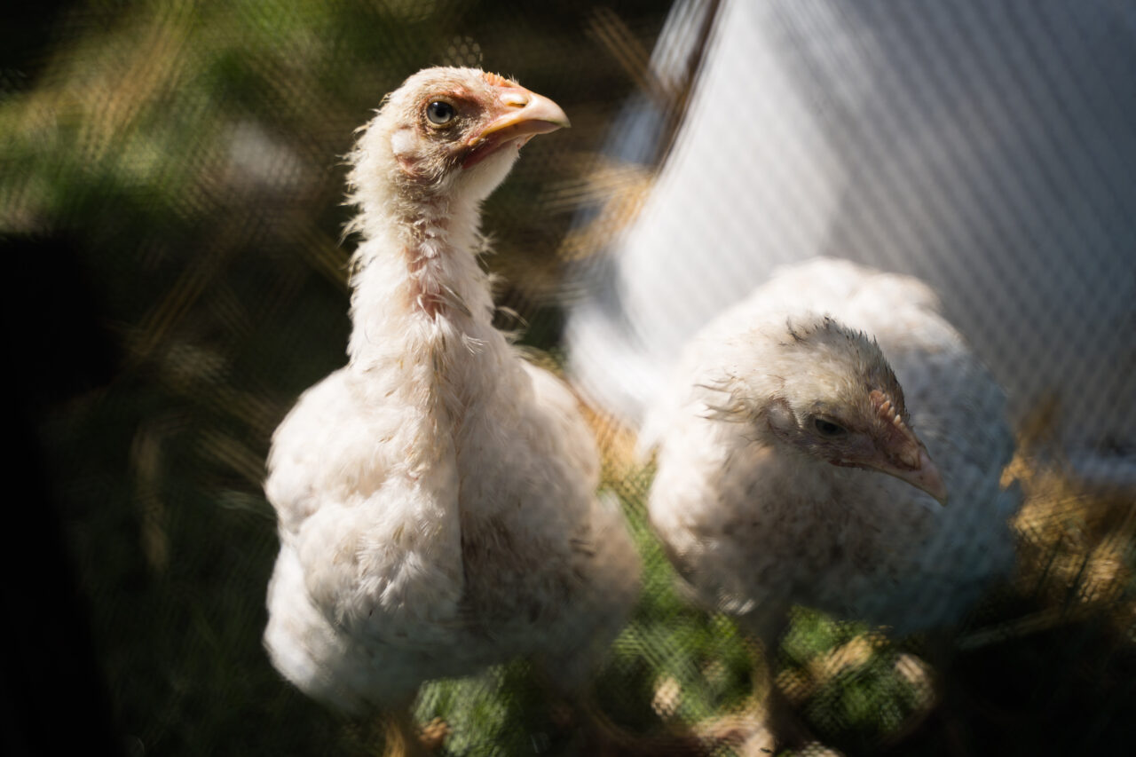 Down on the Farm Photography: Farm Animals as Photography Models