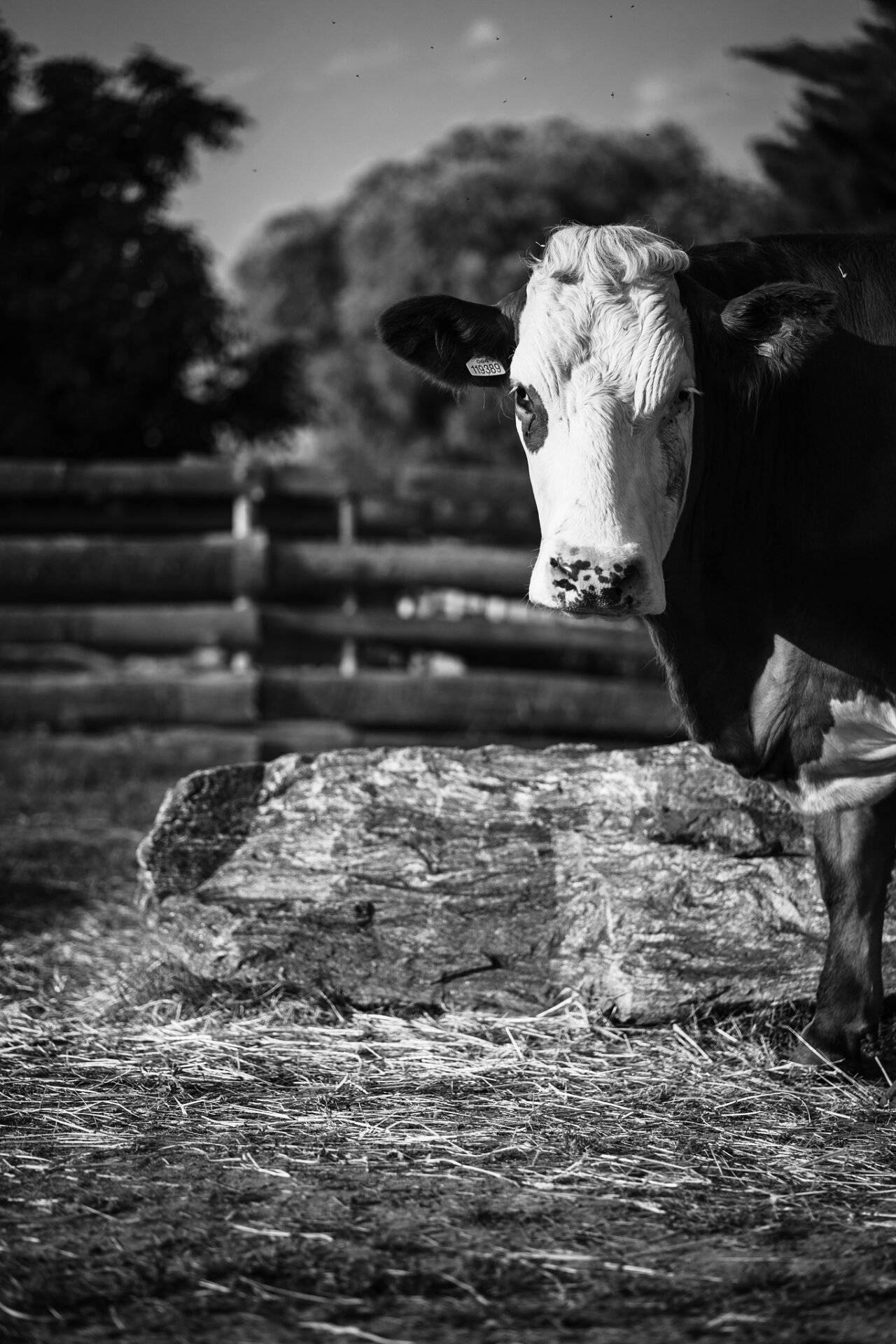 Down on the Farm Photography: Farm Animals as Photography Models