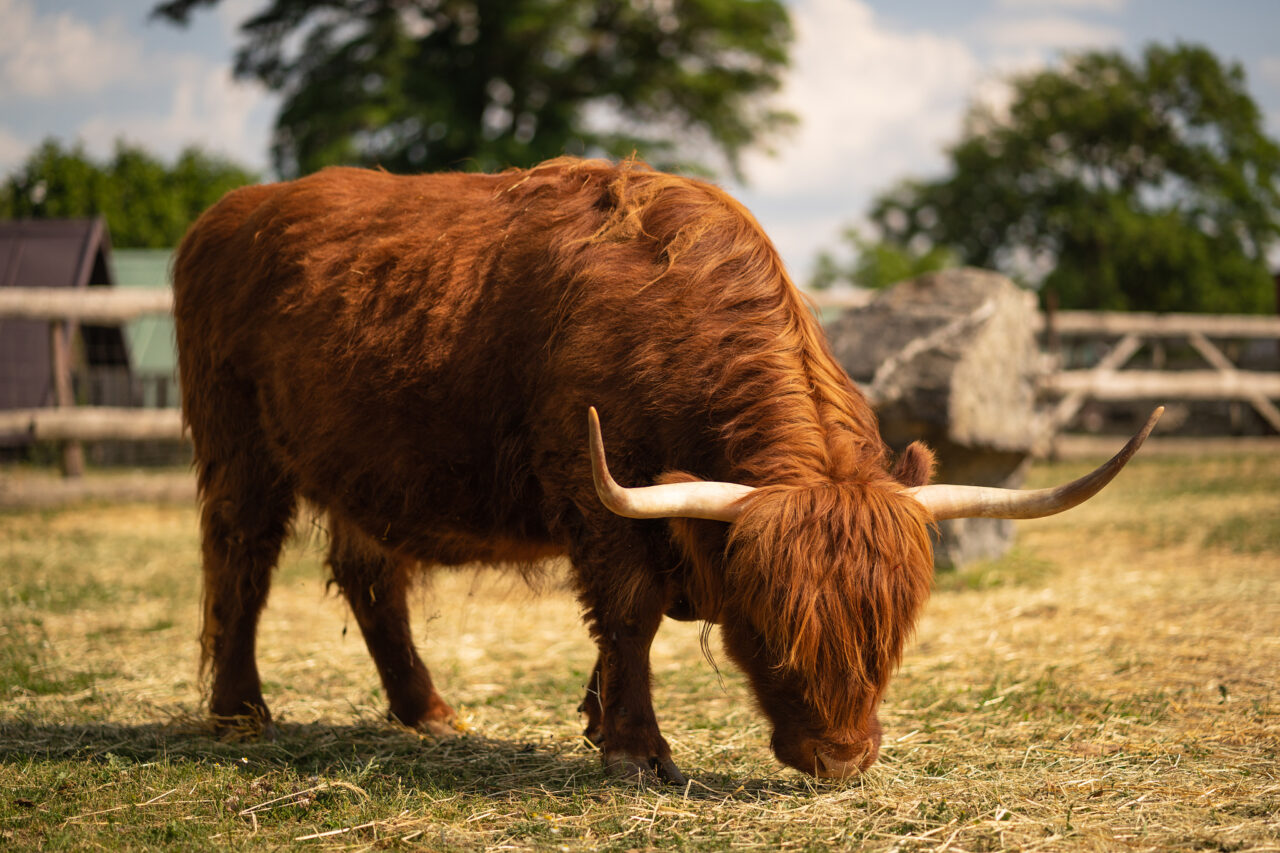 Down on the Farm Photography: Farm Animals as Photography Models