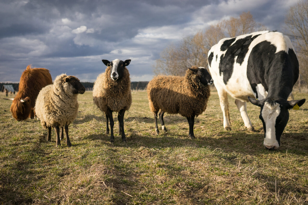 Down on the Farm Photography: Farm Animals as Photography Models