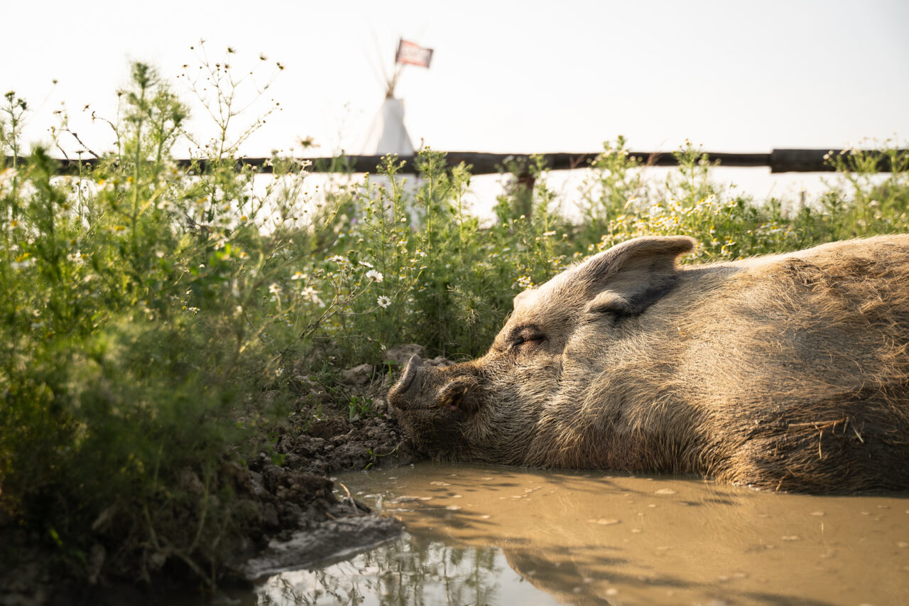 Down on the Farm Photography: Farm Animals as Photography Models