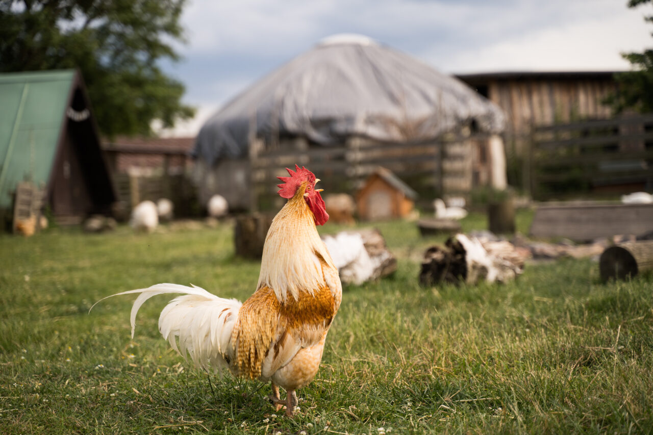 Down on the Farm Photography: Farm Animals as Photography Models