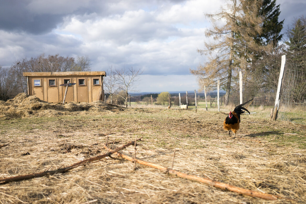 Down on the Farm Photography: Farm Animals as Photography Models