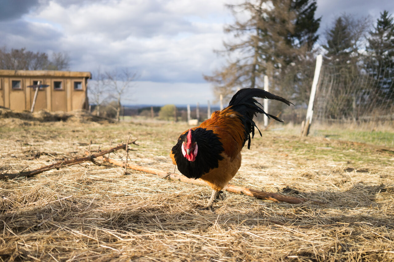 Down on the Farm Photography: Farm Animals as Photography Models