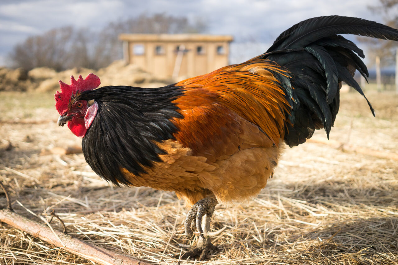 Down on the Farm Photography: Farm Animals as Photography Models