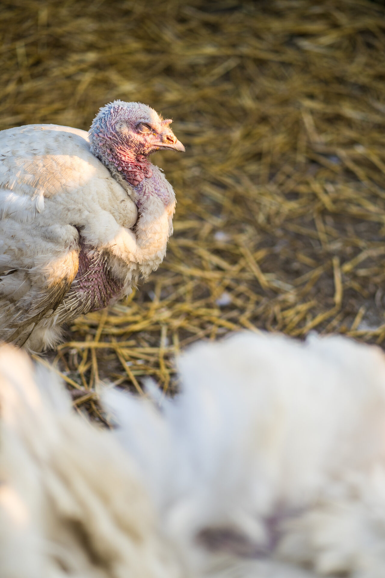 Down on the Farm Photography: Farm Animals as Photography Models