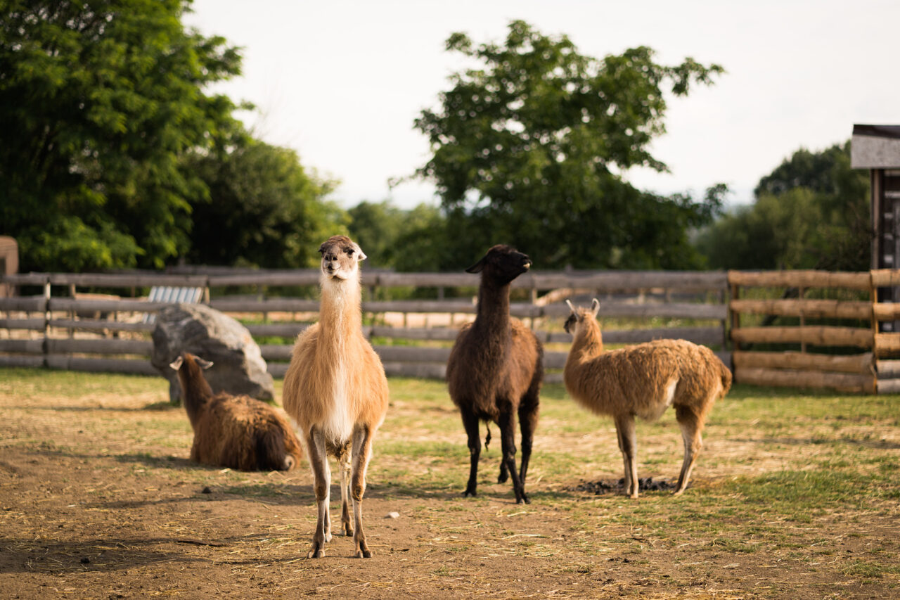 Down on the Farm Photography: Farm Animals as Photography Models