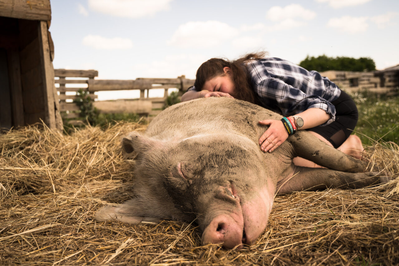 Down on the Farm Photography: Farm Animals as Photography Models