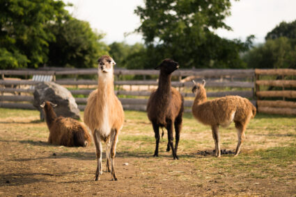 Down on the Farm Photography: Farm Animals as Photography Models
