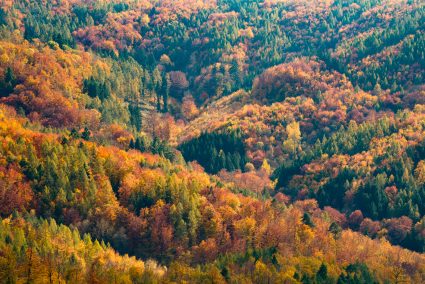 6 Best Subjects for Autumn Landscapes