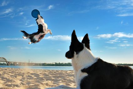 Moving Subjects: Capturing the Perfect Moment