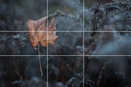 Golden Ratio Photography: Grids, Spirals, and Composition Tips