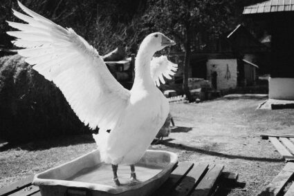How to Photograph Animals in Motion
